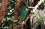 Emerald toucanet (Aulacorhynchus prasinus) [belize_7319]