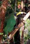 Emerald toucanet (Aulacorhynchus prasinus) [belize_7320]