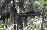 Black Howler Monkey (Alouatta pigra) [belize_7329]