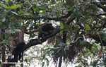 Black Howler Monkey (Alouatta pigra) [belize_7331]