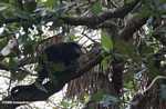 Black Howler Monkey (Alouatta pigra) [belize_7332a]