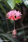 Pink fringed hibiscus (Hibiscus schizopetalus)