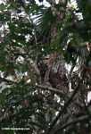Margay sleeping atop a tree branch [belize_7357]