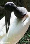 Jabiru Stork (Jabiru mycteria) [local name in Belize: turk or fillymingo]