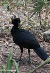 Male Great Curassow (Crax rubra) at the Belize Zoo