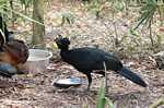 Male Great Curassow (Crax rubra) at the Belize Zoo [belize_7440]
