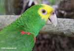 Yellowhead Parrot (Amazona oratrix)