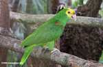 Yellowhead Parrot (Amazona oratrix) [belize_7458]