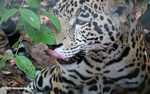 Jaguar (Panthera onca) licking its lips [belize_7483a]