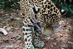 Jaguar (Panthera onca) at eye level
