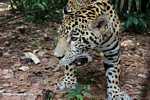 Jaguar (Panthera onca) at eye level [belize_7496]