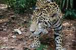 Jaguar (Panthera onca) at eye level [belize_7498]