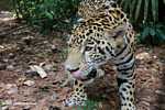Jaguar (Panthera onca) licking its lips [belize_7499]