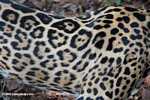 Jaguar coat