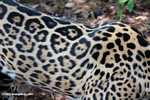Pattern of jaguar coat
