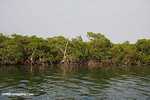 Mangroves of Turneffe Atoll [belize_7526]