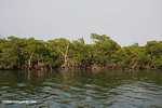 Mangroves of Turneffe Atoll