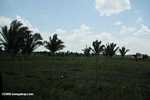 Cattle pasture on former rainforest land in Belize [belize_7593]