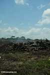 Smoldering trees in a deforested landscape