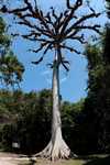 Epiphyte-laden ceiba tree