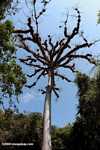 Epiphyte-laden kapok tree