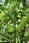 Symbiosis between the cecropia tree and defensive Azteca ants