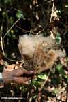 Seed-containing cotton of the Balsa tree