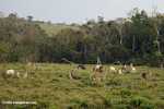 Cattle grazing on former rainforest land