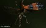 Black and orange Net-winged Beetle (family Lycidae) in flight