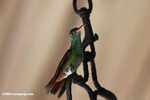 Rufous-tailed Hummingbird (Amazilia tzacatl) [belize_8229]