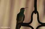 Rufous-tailed Hummingbird (Amazilia tzacatl) [belize_8260]