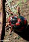 Dark green beetle with red spots
