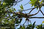 Green iguana eating leaves in the canopy