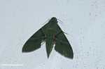 Gaudy Sphinx Moth (Dark green moth) 
