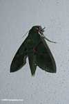 Gaudy Sphinx Moth (Dark green moth)  [belize_8343]
