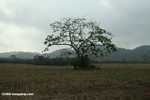 Single tree standing in a deforested field