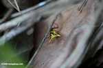 Yellow and red thorn spider