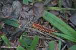 Orange and rust-colored centipede [belize_8352]