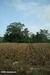 Corn planted on former rainforest land