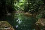 Rainforest pool on a creek near ATM cave [belize_8398z]