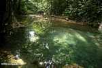Rainforest pool [belize_8404]