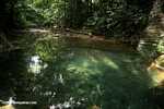 Rainforest pool [belize_8405]