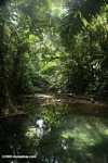 Rainforest pool [belize_8409]