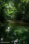 Rainforest pool [belize_8410]