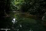 Rainforest pool [belize_8411]