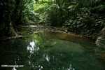 Rainforest pool [belize_8411z]