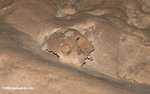 Human skull in ATM cave