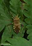 Leaf-footed Bug, family Coreidae [belize_8446]