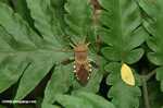 Leaf-footed Bug, family Coreidae