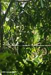 Rufous-tailed Jacamar (Galbula ruficauda) [belize_8456]